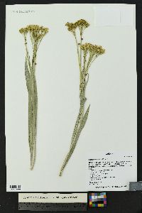 Senecio atratus image