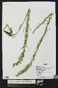 Artemisia dracunculus image