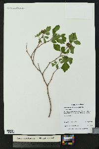 Rhus trilobata image