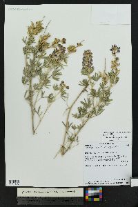 Lupinus caudatus subsp. argophyllus image