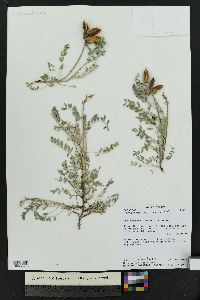 Astragalus lotiflorus image