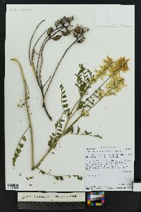 Astragalus praelongus image