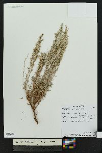 Artemisia bigelovii image