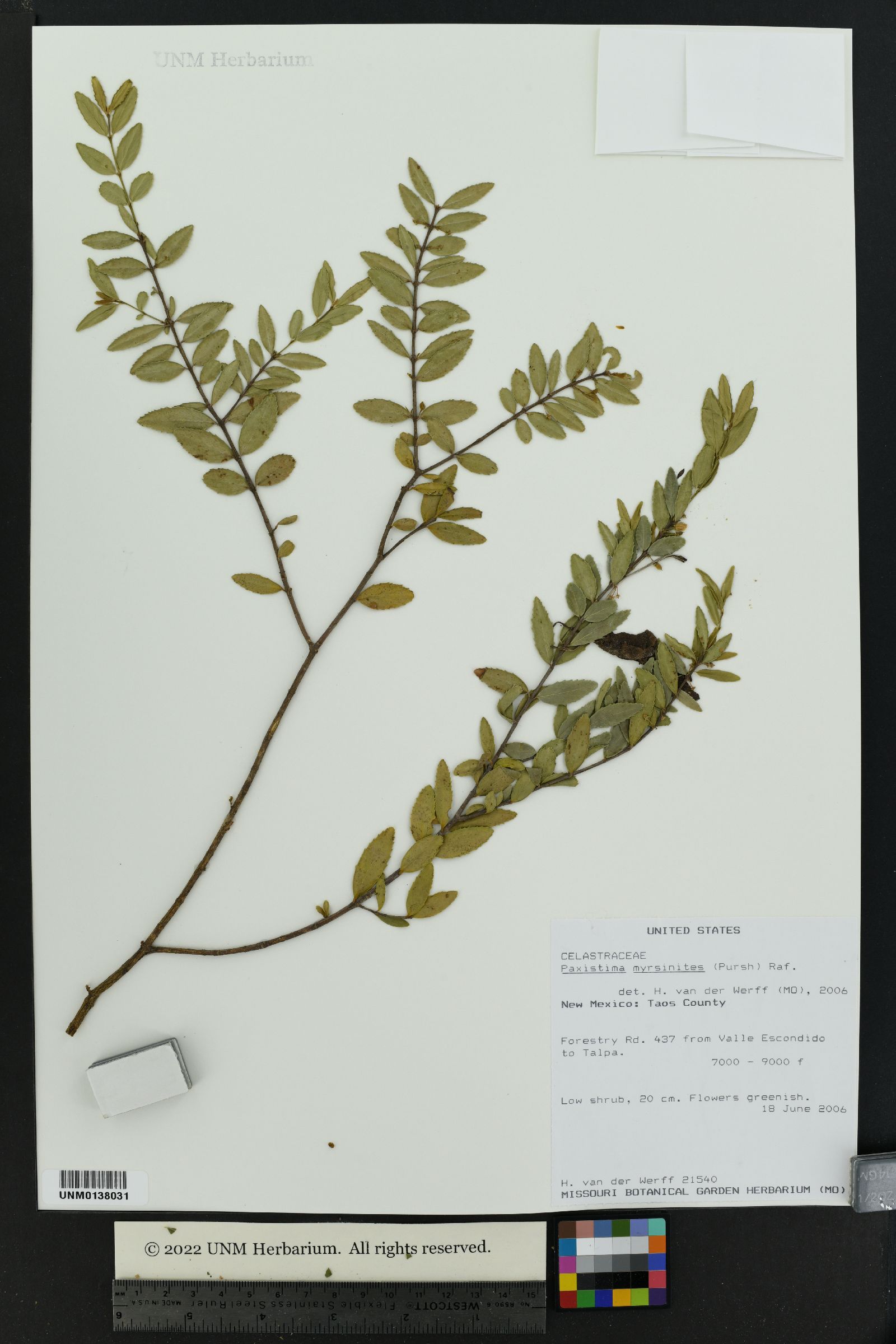 Paxistima myrsinites subsp. myrsinites image