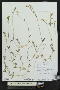 Cerastium arvense image