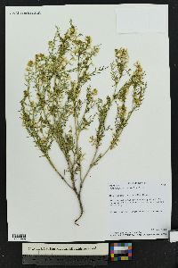 Astragalus multiflorus image