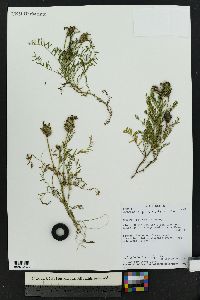 Astragalus agrestis image