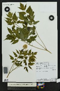 Actaea rubra image