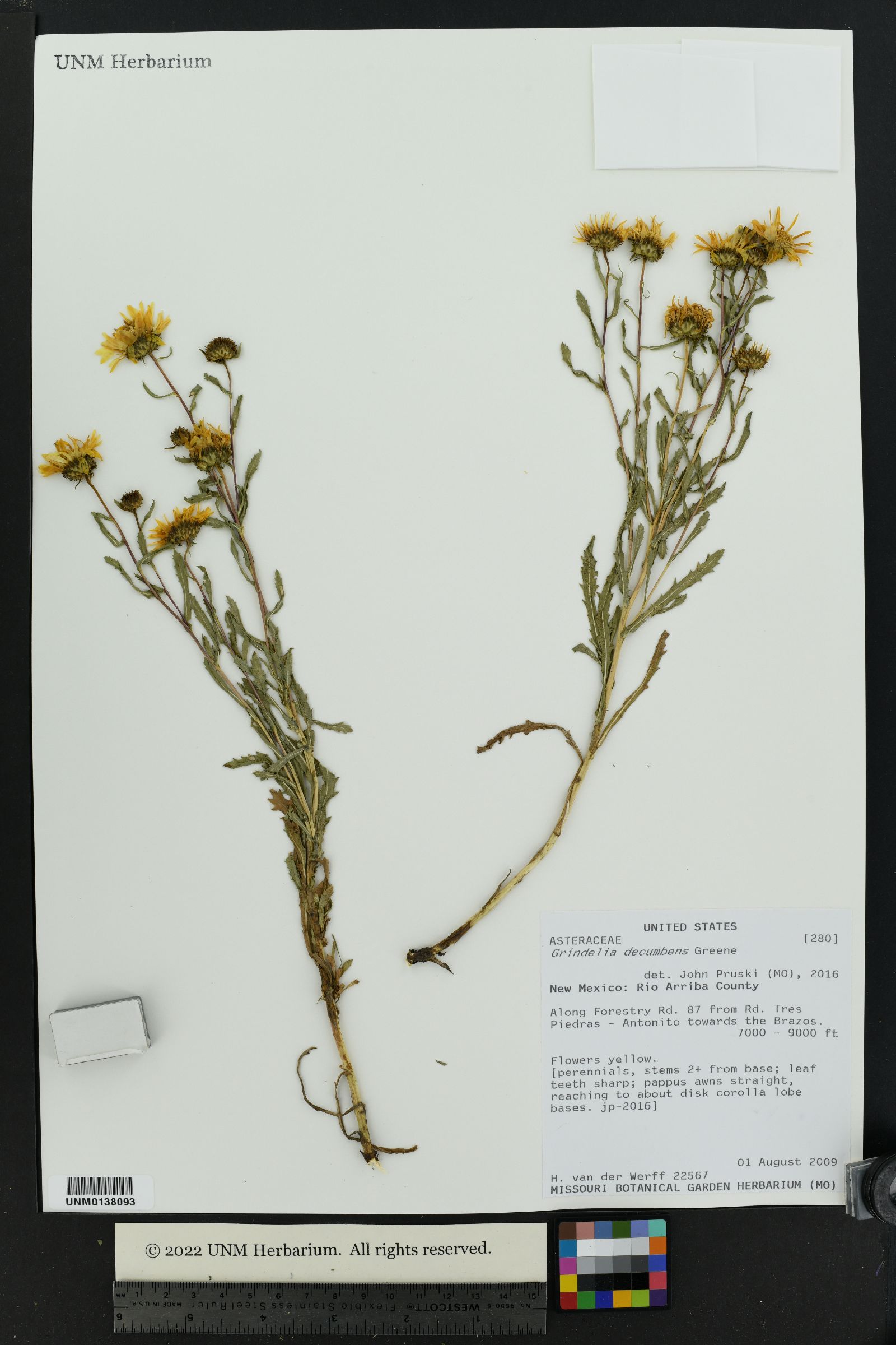 Grindelia decumbens image