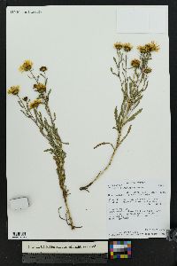 Grindelia decumbens image