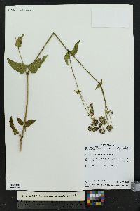 Mirabilis albida image