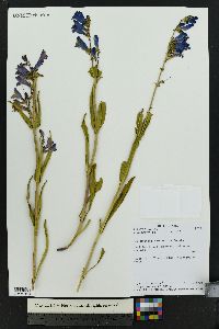 Penstemon strictus image