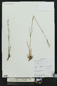 Silene drummondii image