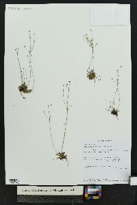 Androsace septentrionalis image