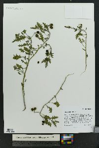 Solanum triflorum image