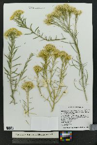 Ericameria nauseosa var. graveolens image