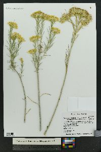 Ericameria nauseosa var. graveolens image