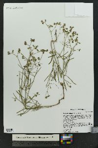 Mirabilis linearis image