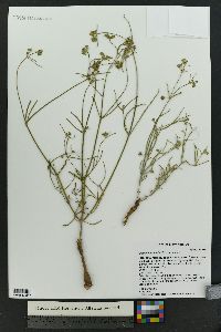 Mirabilis linearis image