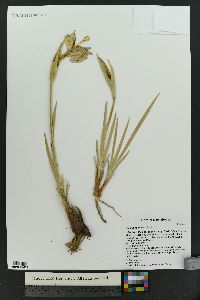 Iris missouriensis image