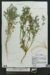 Corydalis aurea image