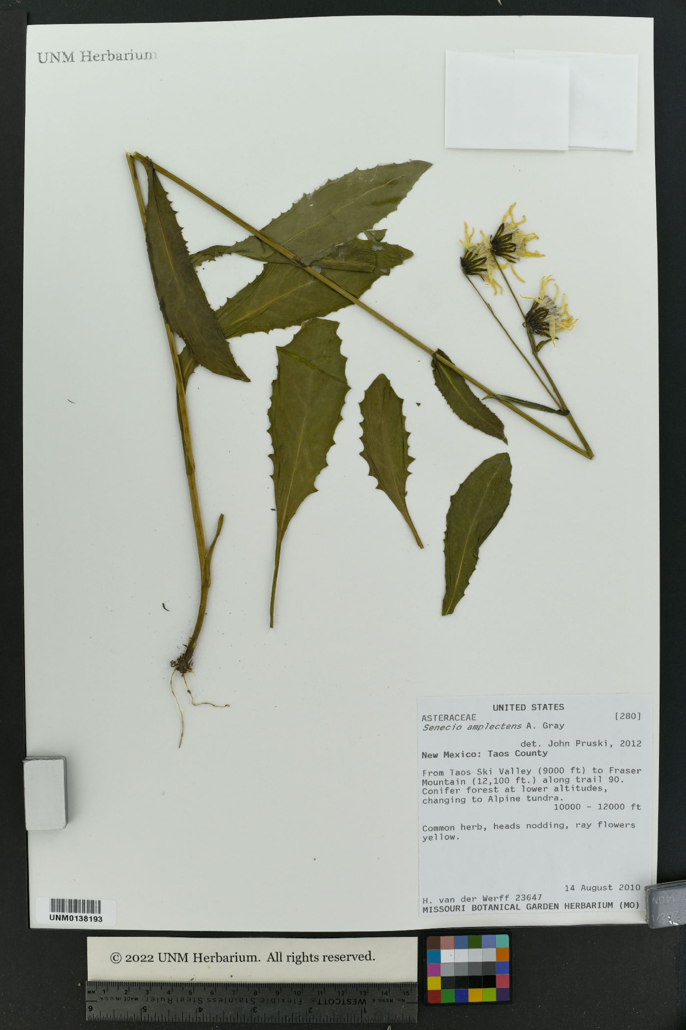 Senecio amplectens image