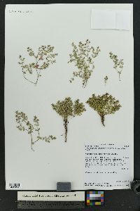 Euphorbia fendleri image