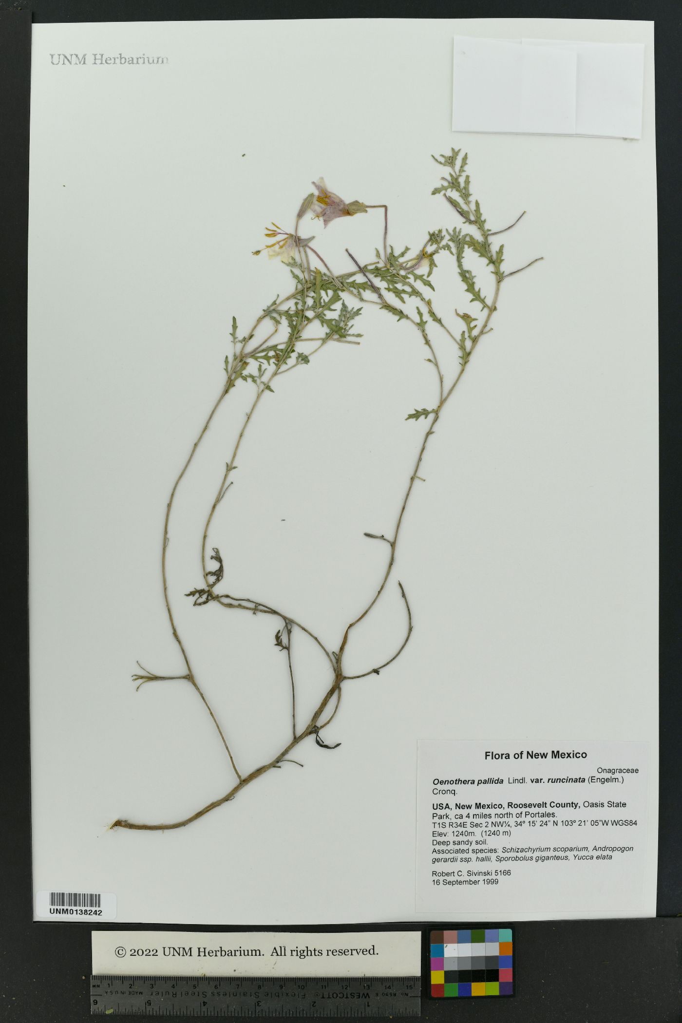 Oenothera pallida subsp. runcinata image