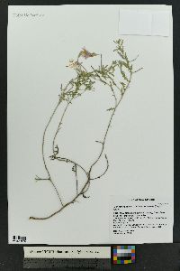 Oenothera pallida subsp. runcinata image
