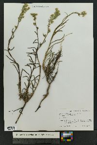 Oreocarya suffruticosa image