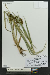 Scirpus pallidus image