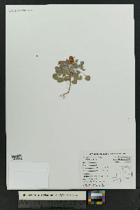Eriogonum abertianum image