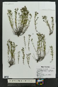 Stenaria nigricans image