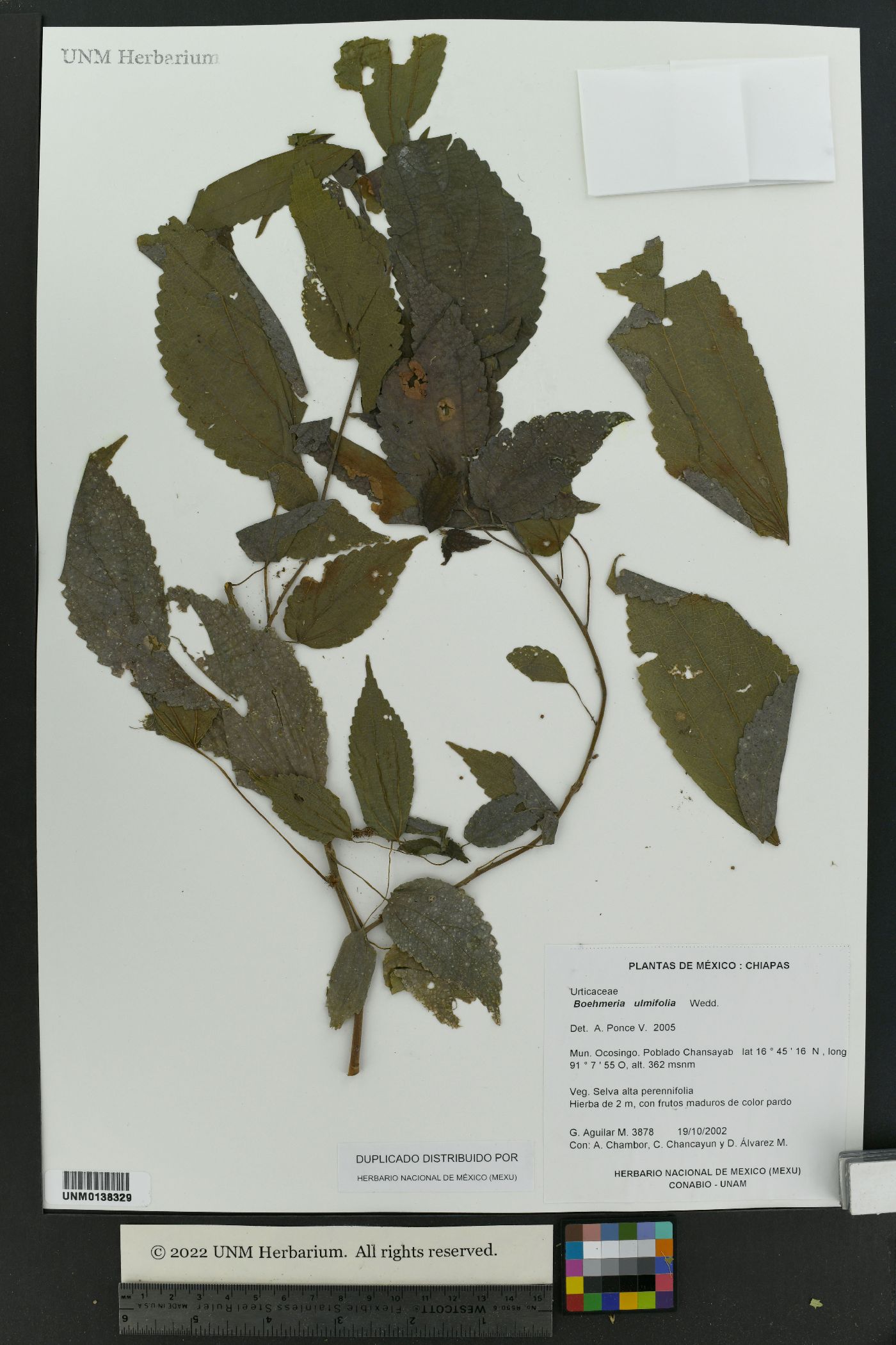 Boehmeria ulmifolia image