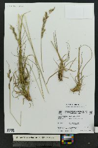 Bouteloua williamsii image