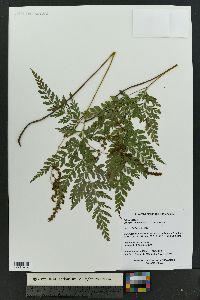 Anemia adiantifolia image