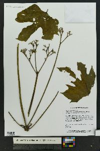 Cnidoscolus aconitifolius image