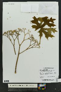 Cnidoscolus aconitifolius image