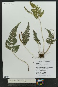 Anemia adiantifolia image