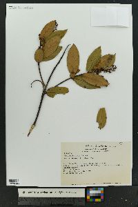 Gaultheria erecta image