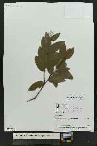 Gaultheria erecta image