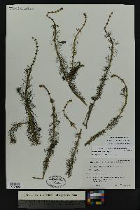 Myriophyllum sibiricum image