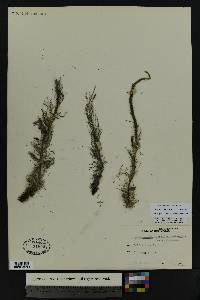 Myriophyllum sibiricum image