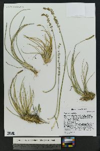 Triglochin maritima image