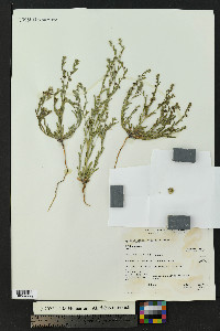 Lappula heterosperma image