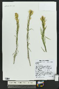 Ericameria parryi image