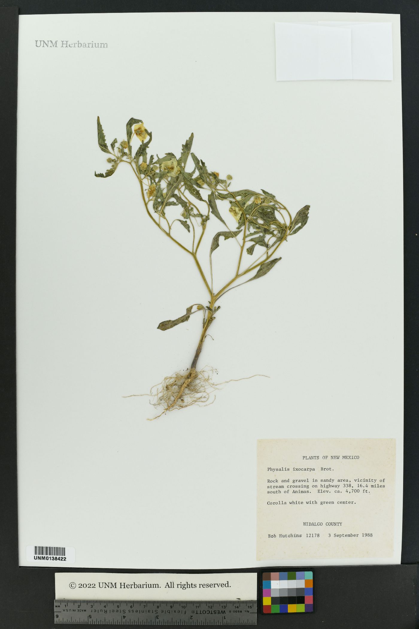 Physalis philadelphica var. immaculata image