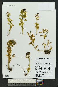 Rhodiola integrifolia image