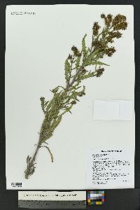 Phacelia integrifolia image