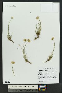 Erigeron pulcherrimus image